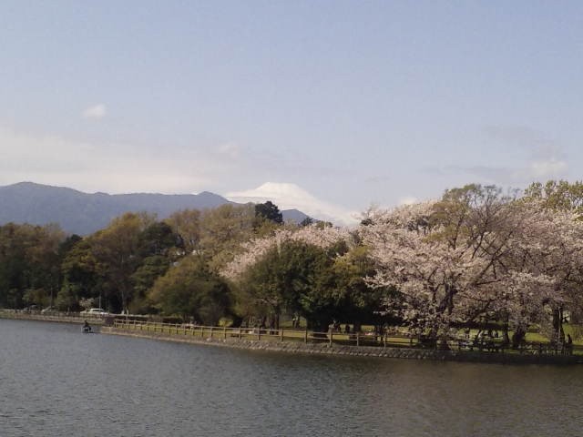 http://www.mtfuji.or.jp/img/magazine/_old/img/magazine073_sakura5th.jpg